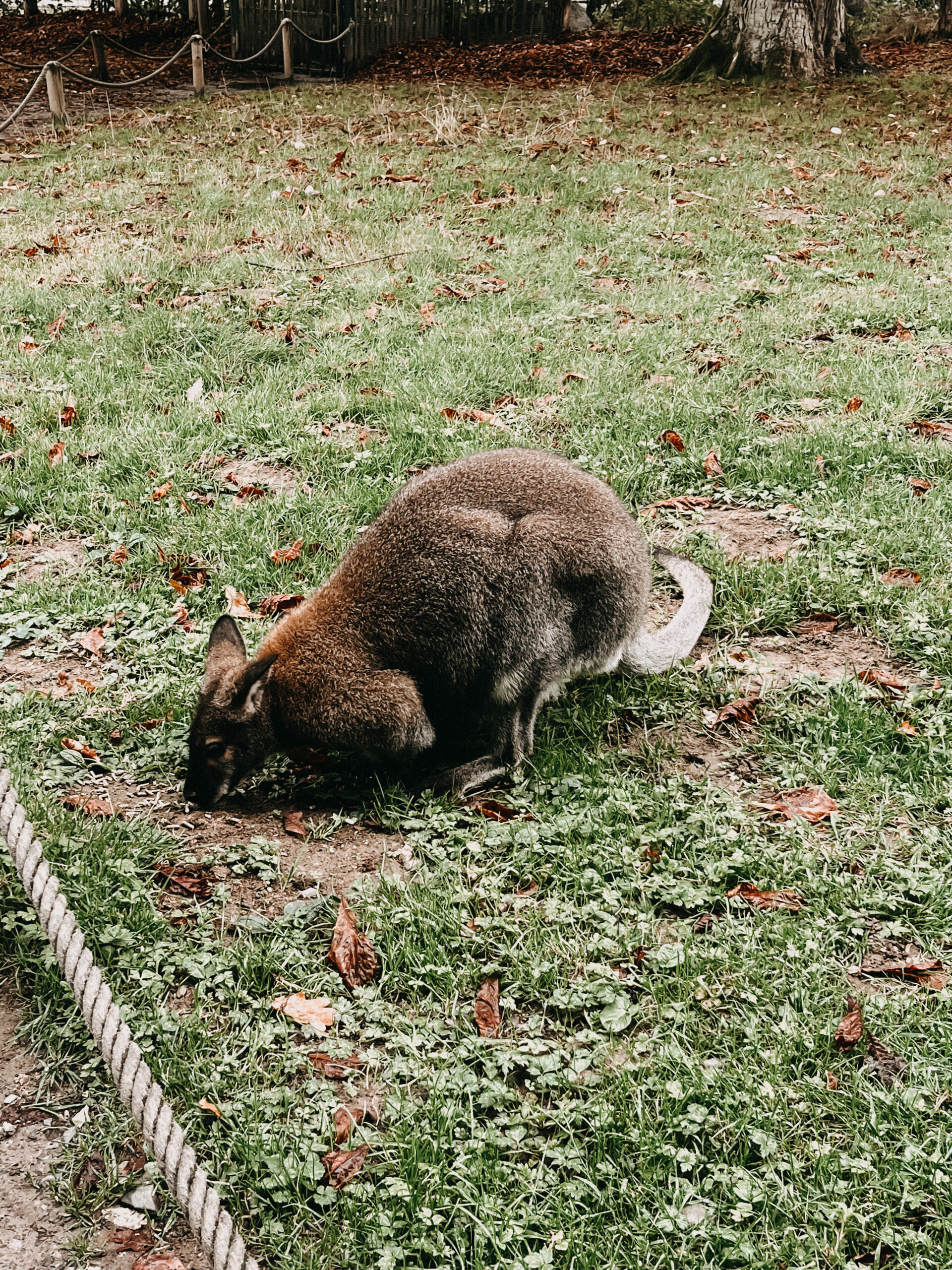 Besuch des 5. Jahrgangs im Tierpark Sababurg